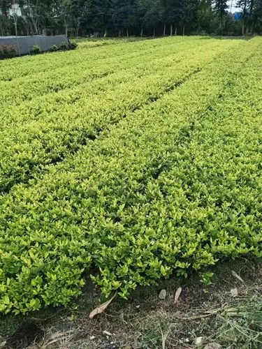 平阳站站台绿化工程